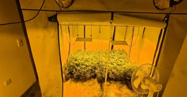 akcija aries marihuana kanabis 27apr26 mupks5