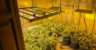 akcija aries marihuana kanabis 27apr26 mupks6