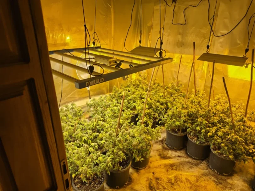 akcija aries marihuana kanabis 27apr26 mupks6