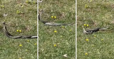 Tri poskoka na travi prikazana u sekvenci koja pokazuje karakterističan ples ili komunikaciju životinja
