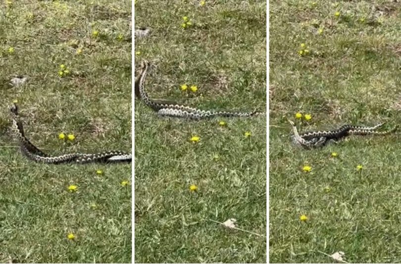 Tri poskoka na travi prikazana u sekvenci koja pokazuje karakterističan ples ili komunikaciju životinja