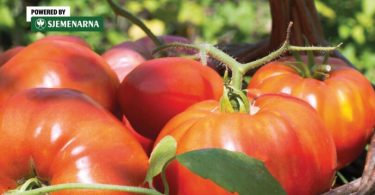 viber slika 2026 04 01 12 55 22 489 810x540 1