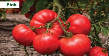 viber slika 2026 04 01 13 56 37 535