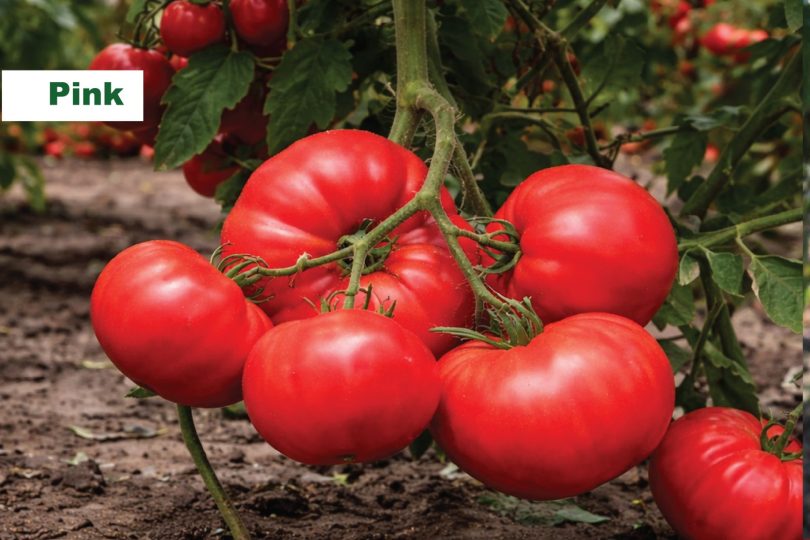 viber slika 2026 04 01 13 56 37 535