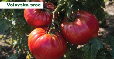 viber slika 2026 04 01 13 56 42 017