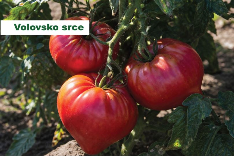 viber slika 2026 04 01 13 56 42 017