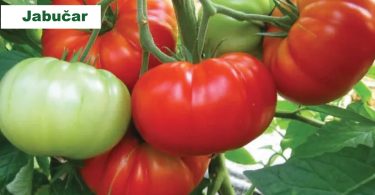 viber slika 2026 04 01 13 56 45 812