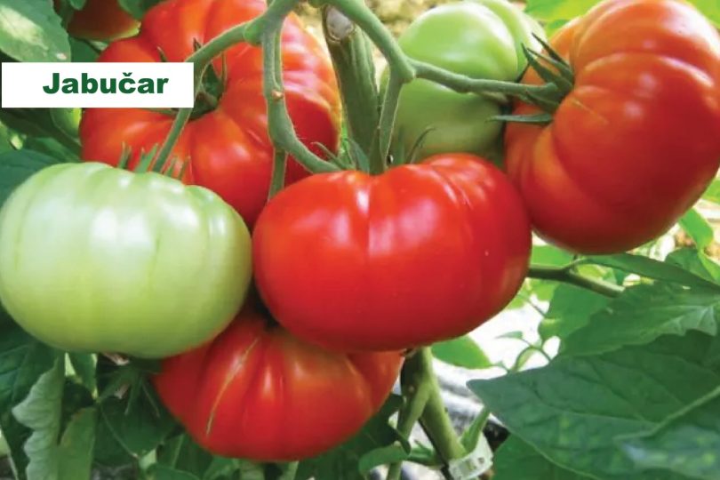 viber slika 2026 04 01 13 56 45 812