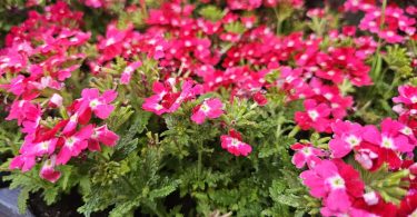 viber slika 2026 04 16 22 14 13 430