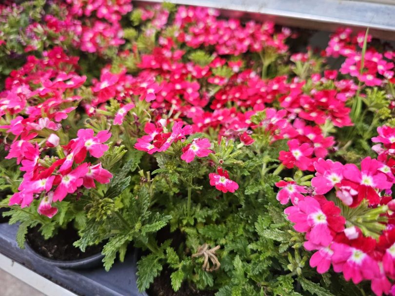 viber slika 2026 04 16 22 14 13 430