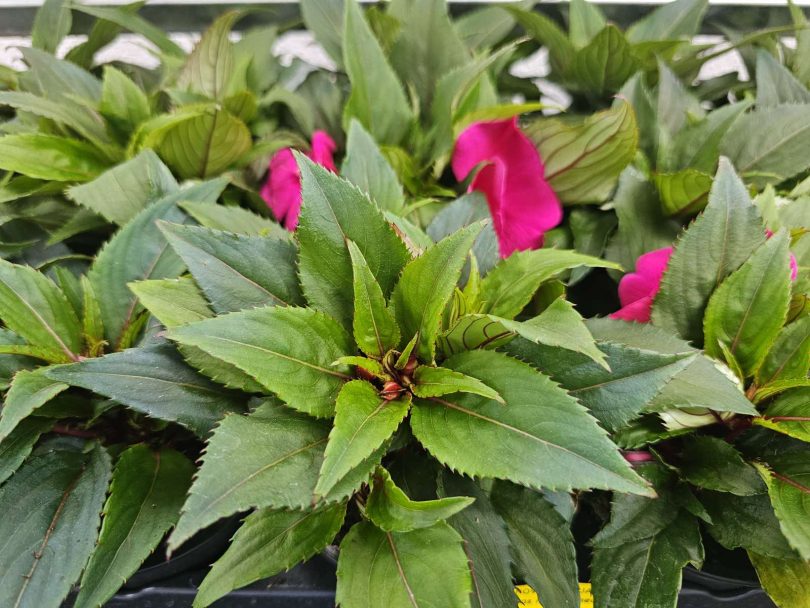 viber slika 2026 04 16 22 14 14 069