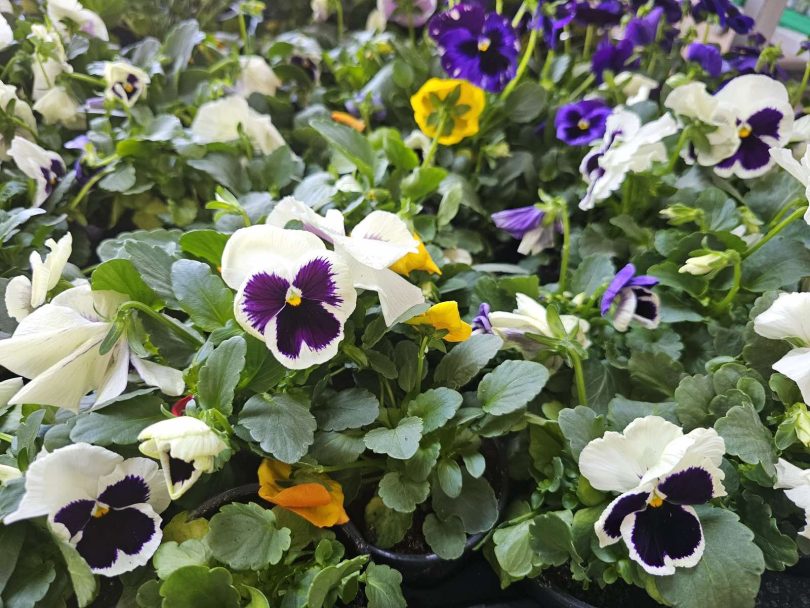 viber slika 2026 04 16 22 14 14 312