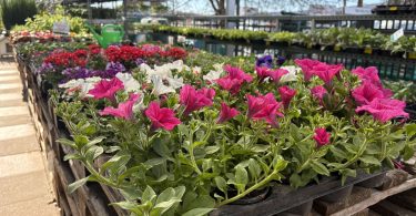 viber slika 2026 04 16 22 14 43 245