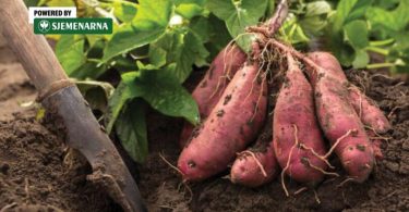 Ruke saditelja s presadnicama crvenog batata u iskopanu komad zemlje