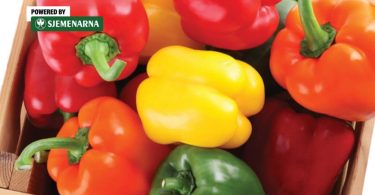Raznobojna paprika u kutiji - crvena, žuta, zelena i narandžasta paprika s zelenim listovima