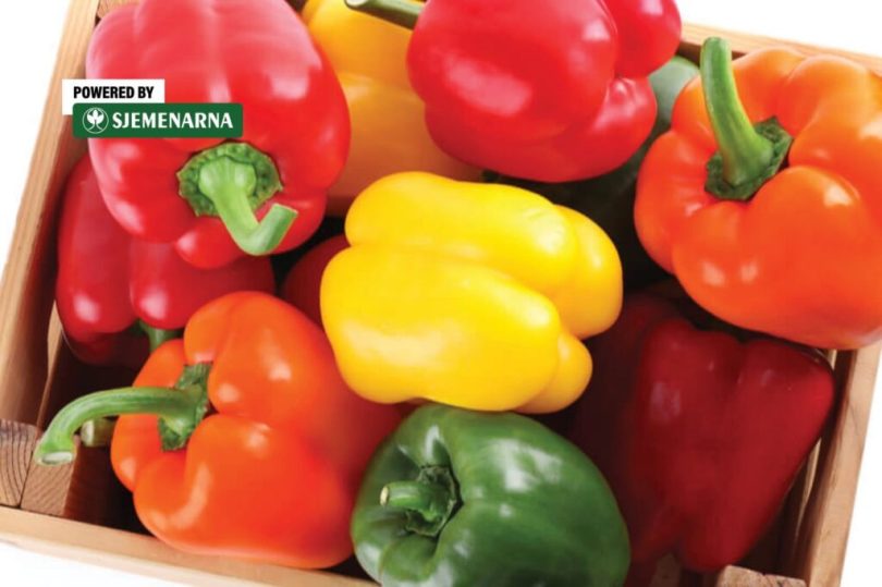 Raznobojna paprika u kutiji - crvena, žuta, zelena i narandžasta paprika s zelenim listovima