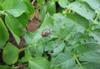 Krumpirova zlatica (Leptinotarsa decemlineata) na zelenom listu krumpira