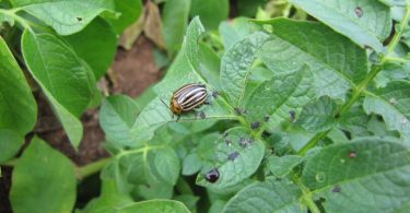 Krumpirova zlatica (Leptinotarsa decemlineata) na zelenom listu krumpira