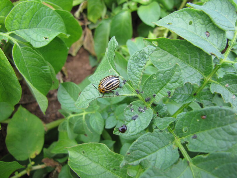 Krumpirova zlatica (Leptinotarsa decemlineata) na zelenom listu krumpira