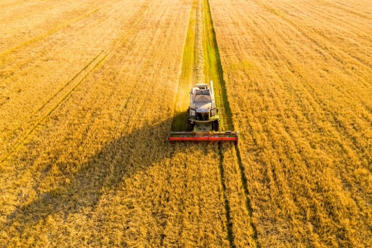Kombinajn za žetvu žitarica na zlatnom poljskom redovima tijekom berbe
