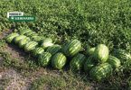 Red svežih zelenih lubenica postavljenih na zemlji pored polja