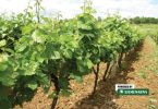 Redovi vinove loze u vinogradu s mladim listovima i pupoljcima pred cvatnju
