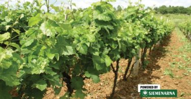 Redovi vinove loze u vinogradu s mladim listovima i pupoljcima pred cvatnju