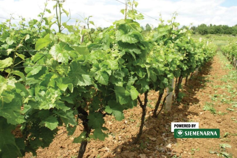 Redovi vinove loze u vinogradu s mladim listovima i pupoljcima pred cvatnju
