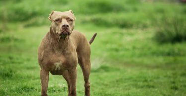 pit bull