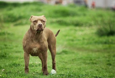 pit bull