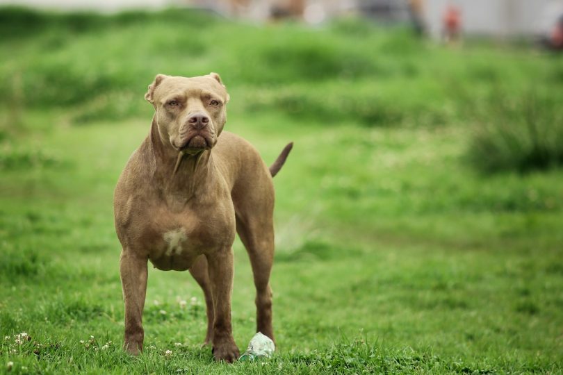 pit bull