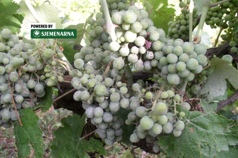 viber slika 2026 07 01 08 43 21 916 1024x682 1