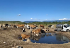 bunari i pojili ta ostali bez kapi vode cisterna u