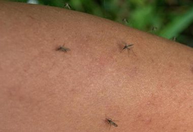 virus zapadnog nila odnio i dje ji ivot u bih iako