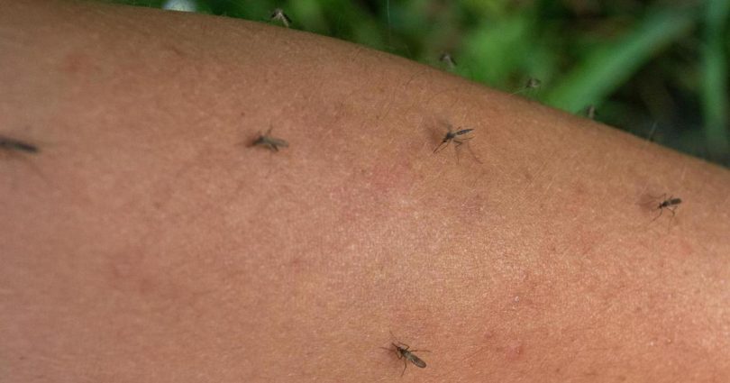 virus zapadnog nila odnio i dje ji ivot u bih iako