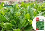 AK Spinat naslovna 810x540 1