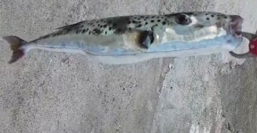 ribolovac u hrvatskoj iz mora izvukao najotrovniju