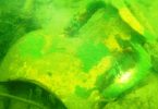 ronioci u rijeci krupi otkrili groblje amfora