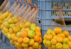 mandarina napretek no zarada sramotna proizvo a i
