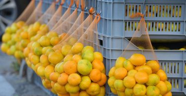 mandarina napretek no zarada sramotna proizvo a i