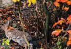 smrtonosni virus stigao u bih prona eni uginuli ze