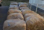 telegram foto 2