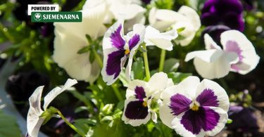 viber slika 2026 10 19 13 46 15 466 810x540 1